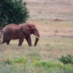 2018-07 Taita Hills Salt Lick 36