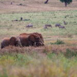 2018-07 Taita Hills Salt Lick 37