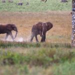 2018-07 Taita Hills Salt Lick 38