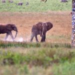 2018-07 Taita Hills Salt Lick 39