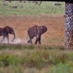 2018-07 Taita Hills Salt Lick 40