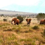 2018-07 Taita Hills Salt Lick 41