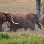 2018-07 Taita Hills Salt Lick 42