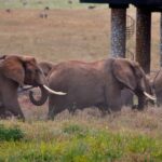 2018-07 Taita Hills Salt Lick 43