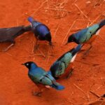 2018-07 Taita Hills Salt Lick 44