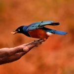 2018-07 Taita Hills Salt Lick 45