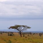 2018-07 Taita Hills Salt Lick 46