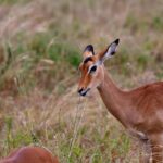 2018-07 Taita Hills Salt Lick 47