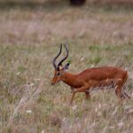 2018-07 Taita Hills Salt Lick 48