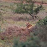 2018-07 Taita Hills Salt Lick 49