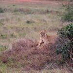 2018-07 Taita Hills Salt Lick 50