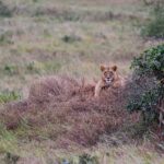 2018-07 Taita Hills Salt Lick 51