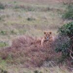 2018-07 Taita Hills Salt Lick 52