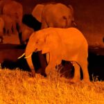 2018-07 Taita Hills Salt Lick 53