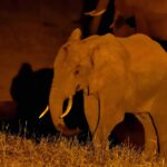 2018-07 Taita Hills Salt Lick 54