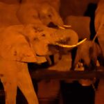 2018-07 Taita Hills Salt Lick 55