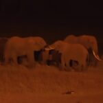 2018-07 Taita Hills Salt Lick 56