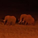 2018-07 Taita Hills Salt Lick 57