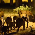 2018-07 Taita Hills Salt Lick 58