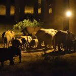 2018-07 Taita Hills Salt Lick 59