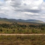 2018-07 Taita Hills Salt Lick 6