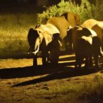 2018-07 Taita Hills Salt Lick 60