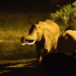 2018-07 Taita Hills Salt Lick 61