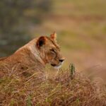 2018-07 Taita Hills Salt Lick 62