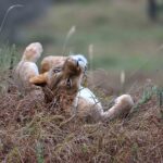 2018-07 Taita Hills Salt Lick 63