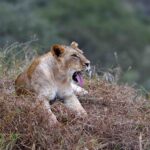 2018-07 Taita Hills Salt Lick 64