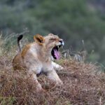 2018-07 Taita Hills Salt Lick 65