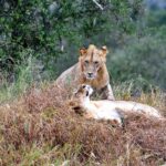 2018-07 Taita Hills Salt Lick 66