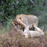 2018-07 Taita Hills Salt Lick 67