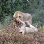 2018-07 Taita Hills Salt Lick 68