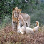 2018-07 Taita Hills Salt Lick 69