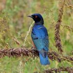 2018-07 Taita Hills Salt Lick 7