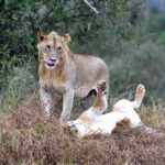 2018-07 Taita Hills Salt Lick 70