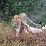 2018-07 Taita Hills Salt Lick 71