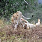 2018-07 Taita Hills Salt Lick 72