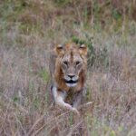 2018-07 Taita Hills Salt Lick 73