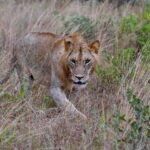 2018-07 Taita Hills Salt Lick 74