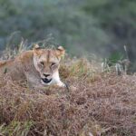 2018-07 Taita Hills Salt Lick 75