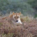 2018-07 Taita Hills Salt Lick 76