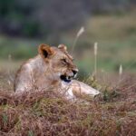 2018-07 Taita Hills Salt Lick 77