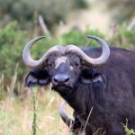 2018-07 Taita Hills Salt Lick 78