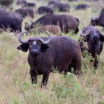 2018-07 Taita Hills Salt Lick 79