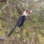 2018-07 Taita Hills Salt Lick 8