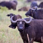 2018-07 Taita Hills Salt Lick 80