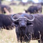 2018-07 Taita Hills Salt Lick 81