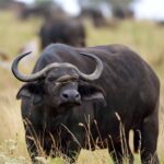 2018-07 Taita Hills Salt Lick 82